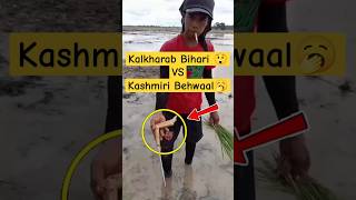 Kalkharab Bihari vs kashmiri Behwaal 😲 Koshur Jugaad  viral short video  gashe taruk  funny video [upl. by Gove419]