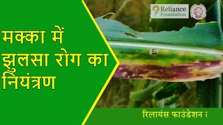 मक्का में झुलसा रोग का नियंत्रण  Disease Management of Blight Disease for Maize crop [upl. by Attenwahs]