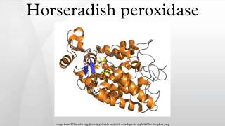 Horseradish peroxidase [upl. by Gerbold762]