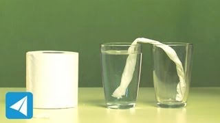 Tissue roll demonstrates capillary action  Surface Tension  Physics [upl. by Denby974]