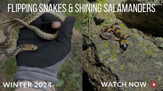 Flipping Snakes and Shining Salamanders [upl. by Ignatius]