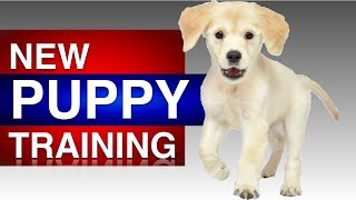 First Time Puppy Training with Rosie [upl. by Gretna810]