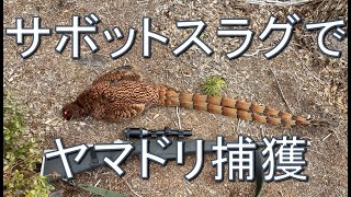 【狩猟】初遭遇のヤマドリをサボットスラグのネックショットで捕獲 [upl. by Rydder]