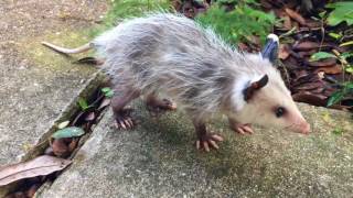 Adorable baby possum pays a visit in New Orleans [upl. by Andersen450]