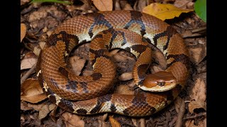 10 Fun Facts About Copperhead Snake Agkistrodon Contortri [upl. by Dulcie]