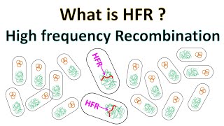 HFR  High Frequency Recombination [upl. by Kelson355]