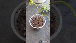 Ipomoea Pes Tigridis Flowerplant Cuttingಬೆಕ್ಕಿನ ಹೆಜ್ಜೆ ಗಿಡ Propagation flowerplant garden [upl. by Etireuqram]