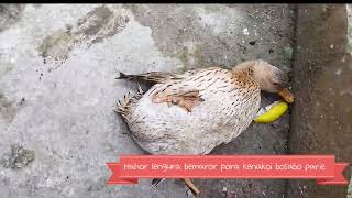 How to cure a duck from paralysis deadly disease Upcoming video tailor Ahie asea [upl. by Goodill733]