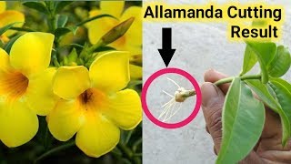 How to grow Allamanda plant from cutting [upl. by Nasus]