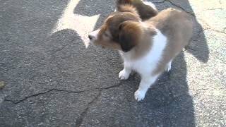 Sheltie puppies for sale [upl. by Lleret]