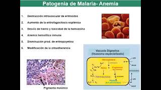 7 2 Apicomplexa [upl. by Lleira]