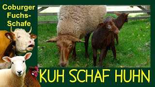 KUH SCHAF HUHN Folge 5 Coburger Fuchsschafe Rote Schafe aus Süddeutschland Schafzucht [upl. by Doroteya640]