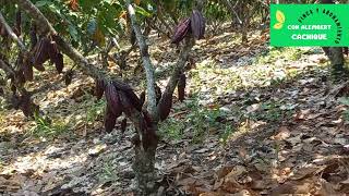 Cacao superamos los 60 frutos por planta vamos a ver los resultados [upl. by Basir]