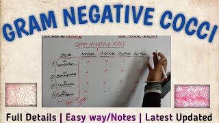 Gram negative cocci  Gram negative bacteria  gram negative flow chart [upl. by Eitsyrc]