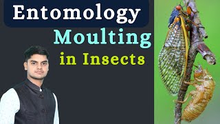 MoultingEcdysis in Insect Apolysis Ecdysis Sclerotization Moulting process Entomology [upl. by Dawkins]