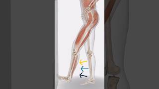 Calf Muscle Self Stretch  Have You A Calf Pain 💯 trending shortvideo [upl. by Thier]