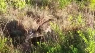 Green Swamp WMA Central Florida deer hunting [upl. by Salli682]