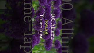 Allium Flowers 150 Day Timelapse  Trailer [upl. by Yecnuahc170]