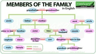 Members of the Family in English  Learn English Vocabulary  Family Tree in English [upl. by Nadual470]