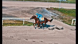 Thoroughbred galloping full speed [upl. by Aitram]