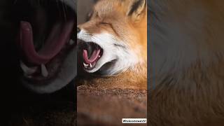 Contagious Yawns A Wild Animal Compilation [upl. by Yaeger785]