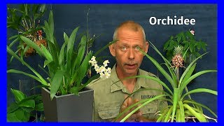 Orchidee Oncidium in Lechuza Topf einpflanzen Die Entwicklung nach 8 Tagen Pflege der Orchideen [upl. by Eelytsirk72]