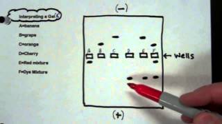 How to read your gel electrophoresis results using dyes [upl. by Bab823]