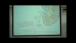 ANATOMY URINARY SYSTEM by Professor Fink [upl. by Anaic]