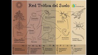 LaEnmienda Introducción a la salud del suelo y su microbiología [upl. by Joshua]