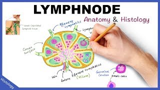 LYMPH NODE Anatomy amp Histology Simplified  Lymphatic System [upl. by Flam]