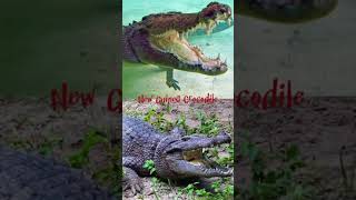 Saltwater Crocodile vs Crocodilians [upl. by Mimajneb]