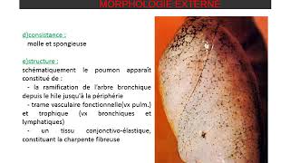 ANATOMIE DU THORAX Poumon et Plèvre [upl. by Lleryd]