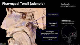 10 Pharyngeal Lymphatic Ring [upl. by Rabkin]
