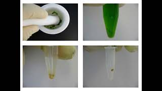 DNA Extraction Protocol Principle and Function [upl. by Asilav]