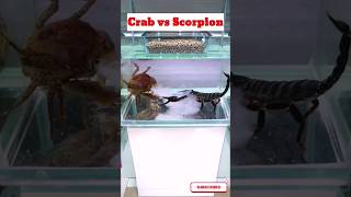 Crabs have special power  crabvsscorpion crabpower [upl. by Tijnar]