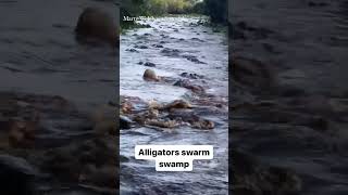 Alligators swarm swamp in Georgia state park [upl. by Ajit907]