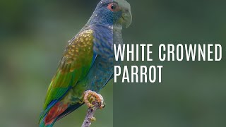 White Crowned Parrots Pionus Senilis [upl. by Attenor]