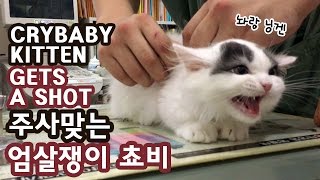 주사 맞는 아기고양이 쵸비 엄살왕 CRYBABY KITTEN GETS A SHOT [upl. by Yhtir]