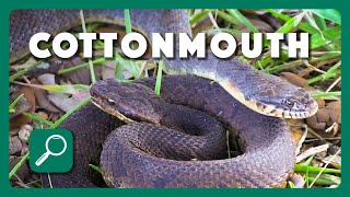 How to Identify a Cottonmouth [upl. by Farmer645]