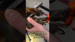 How to Trim Dog Nails  Dog care and Grooming  dog Nails Cutting dogcare doggroomingtips doglife [upl. by Andre233]