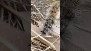 Gypsy Moth Caterpillar 🐛 So Fast 💨 insects gypsy caterpillar wildlife mothwing insectmacro [upl. by Alvinia401]