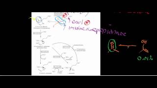 Biochemistry  Histidine Catabolism to Glutamate [upl. by Aicile621]