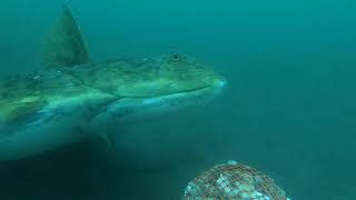 BIGGEST ALASKA HALIBUT EVER CAUGHT ON UNDERWATER CAMERA [upl. by Suchta380]