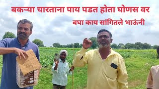 बकऱ्या चारताना पाय पडत होता घोणस वर snakes rescue viral viper russell viralvideo venomous [upl. by Einon546]