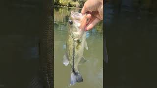 Buzz bait fish kayakbassfishing arkansas [upl. by Hanfurd]