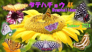 🌴📽４ｋ🦋と花👒ヒマワリ🌻と💃とタテハチョウ（ツマグロヒョウモン他6種類）の仲間、コスモス🌺色々な花 [upl. by Odarnoc]