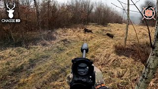 CHASSE AUX SANGLIERS EN BATTUE  JE NAI PLUS DE BALLES  CHASSE HD [upl. by Thaddaus400]