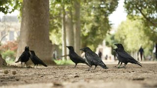 In Paris the difficult cohabitation with crows  AFP [upl. by Polad]