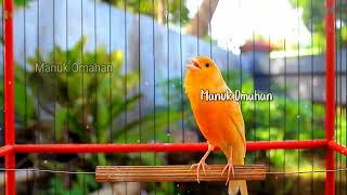 Canary song for mating training of beautiful Belgian canaries 130 [upl. by Nemad]