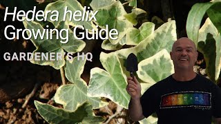 Hedera helix Growing Guide English Ivy by Gardeners HQ [upl. by Ydnamron]